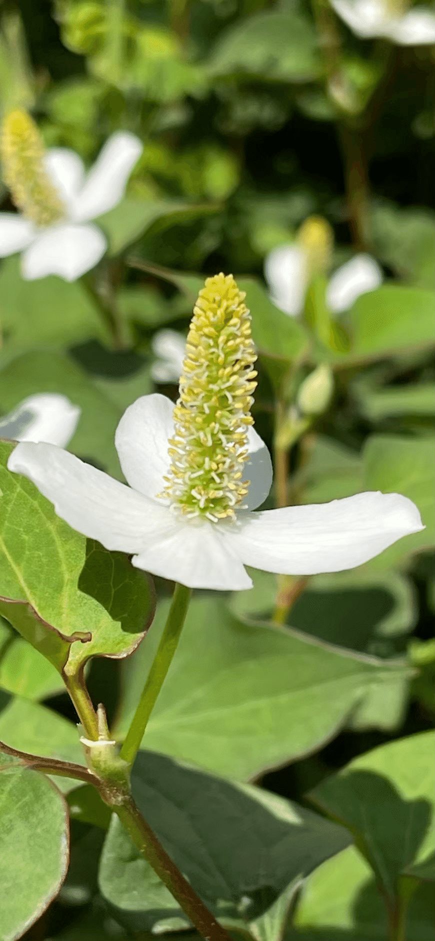 ドクダミ これの八重咲の花の秘密に迫る｜EGGSEED