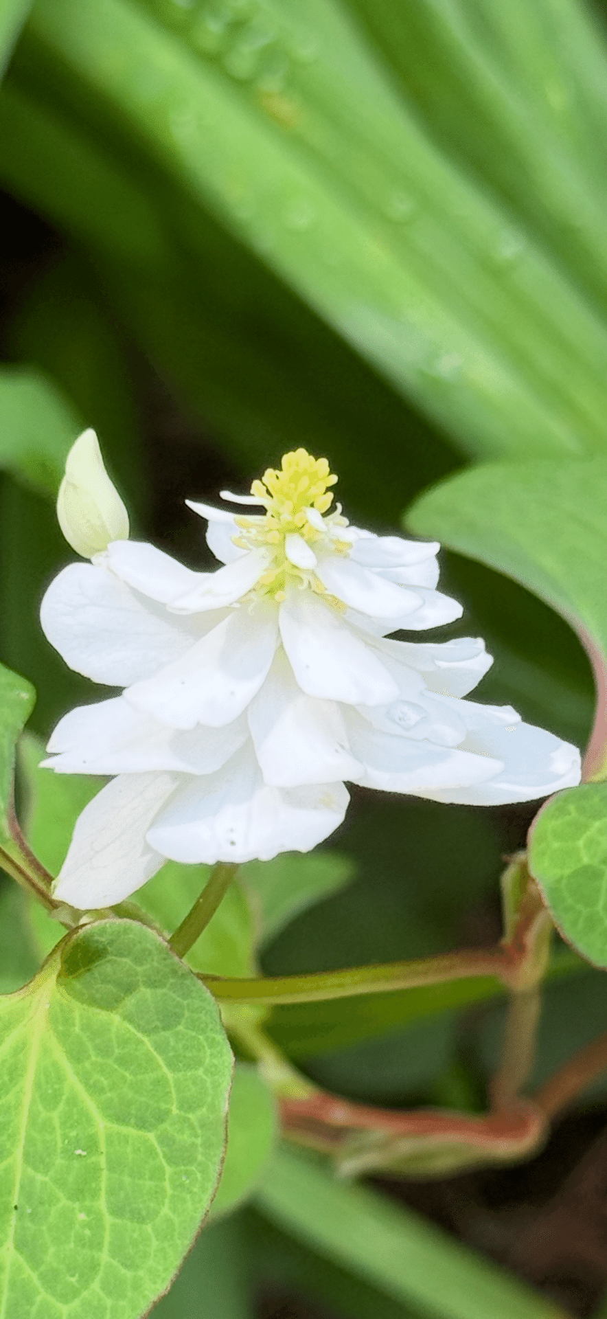 ドクダミ これの八重咲の花の秘密に迫る｜EGGSEED