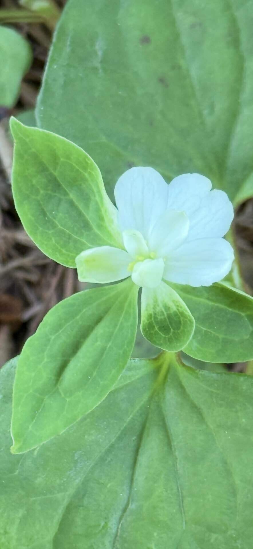 ドクダミ これの八重咲の花の秘密に迫る｜EGGSEED