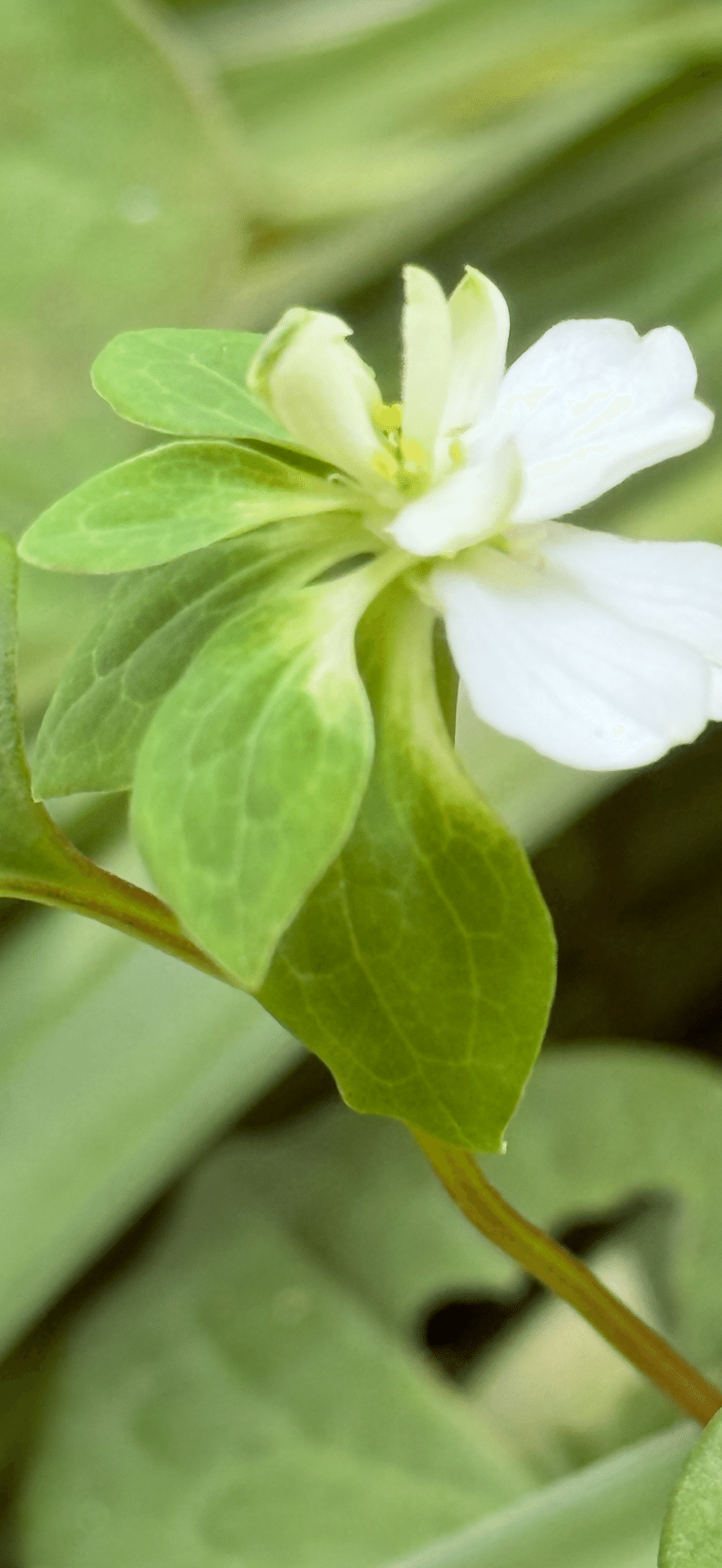 ドクダミ これの八重咲の花の秘密に迫る｜EGGSEED