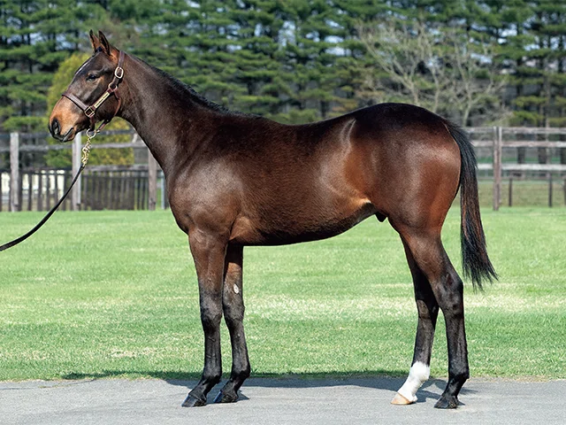 一口馬主】サンデーサラブレッドクラブの2023年度募集馬(現3歳馬)を