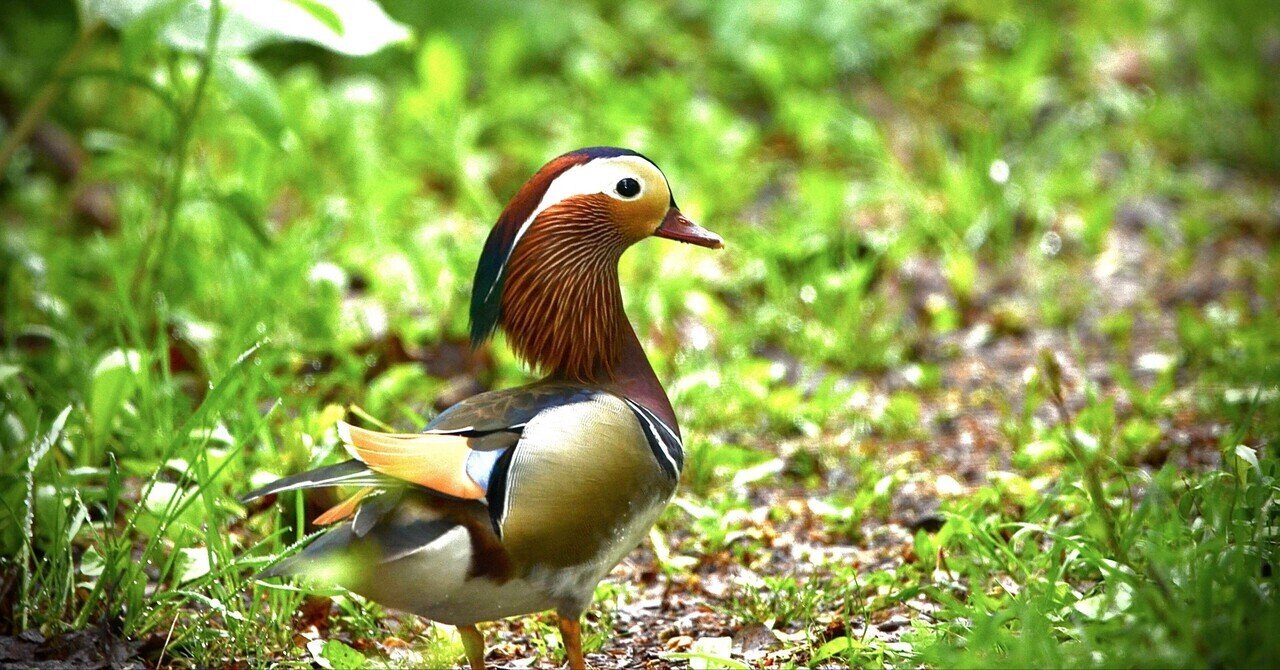 2025年5月18日 オシドリ｜むらびと鳥類記