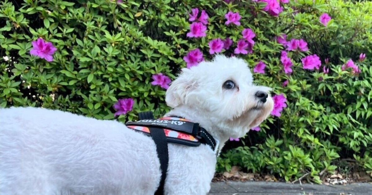 K9 まとめ 愛なのか？自己満足なのか？｜まるパパ
