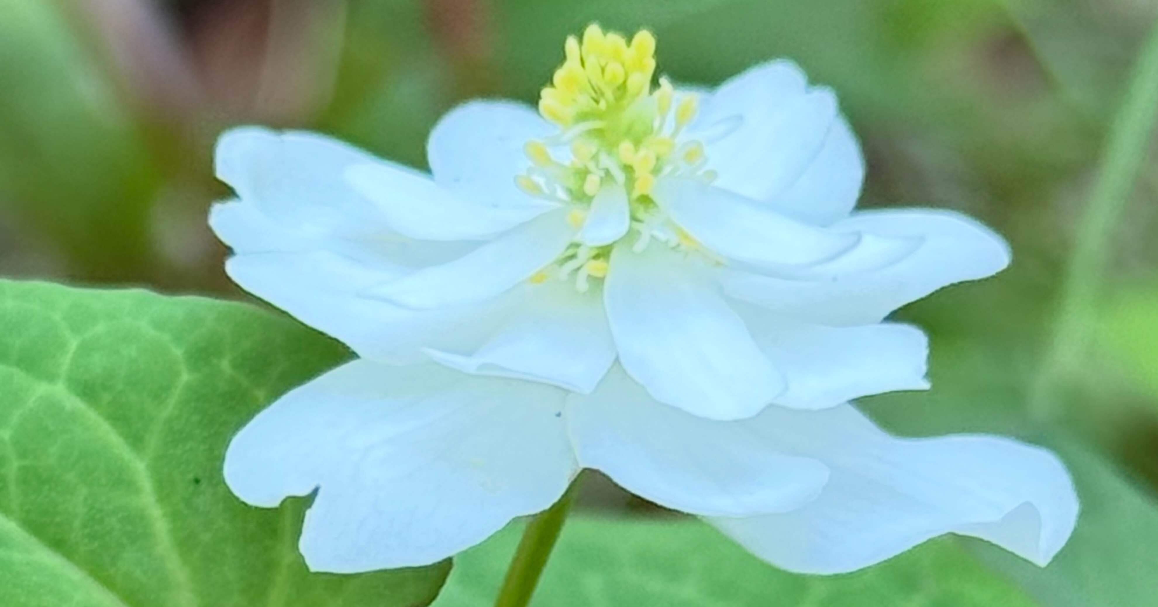 ドクダミ これの八重咲の花の秘密に迫る｜EGGSEED