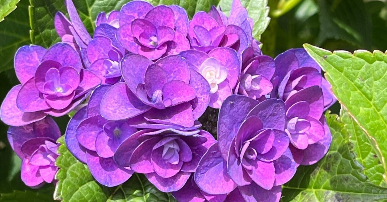 紫陽花 rectangle_large_type_2_8e53997