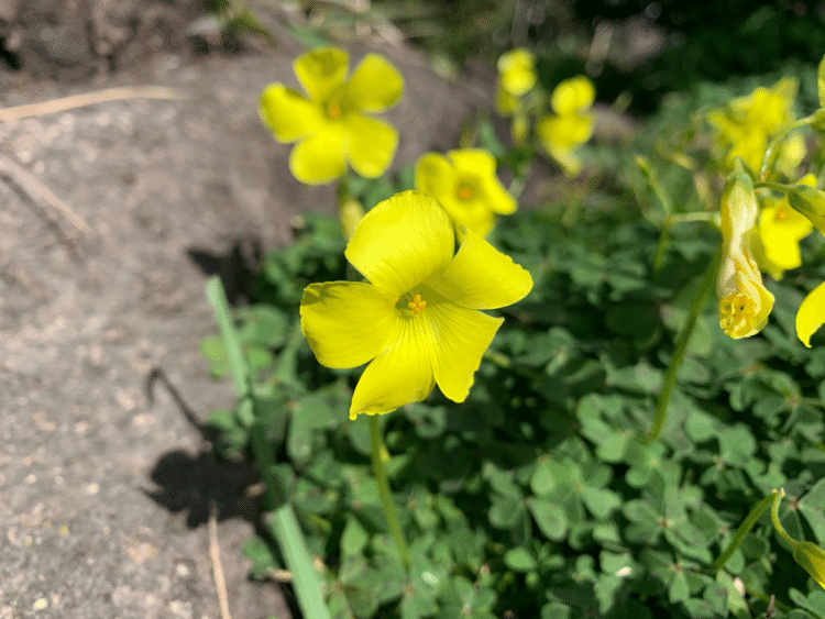 #写真 #一枚 #心に留まった風景 #毎日note #花 #華 #春の兆し #iPhone #xr