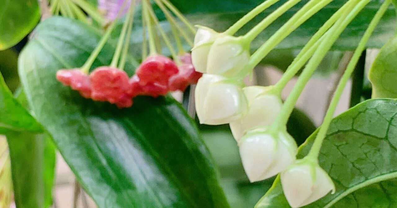 光る美しい花「Hoya lockii」が久しぶりに蕾を付けました｜ホヤ好きの