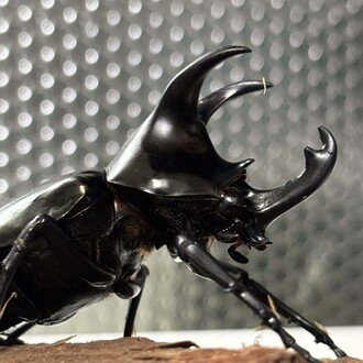 ヘラクレスオオカブト エクアトリアヌス｜Debris@昆虫｜note