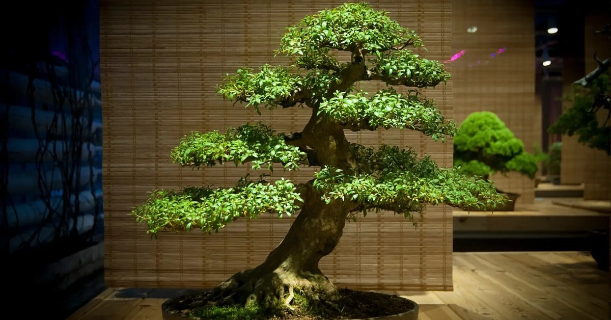 日本文化大全】vol.12 小さな宇宙に世界を凝縮する｜盆栽の哲学