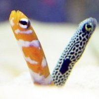 ネタバレあり 19年3月9日 Akt 高橋優 ミート グリート ぼの Note