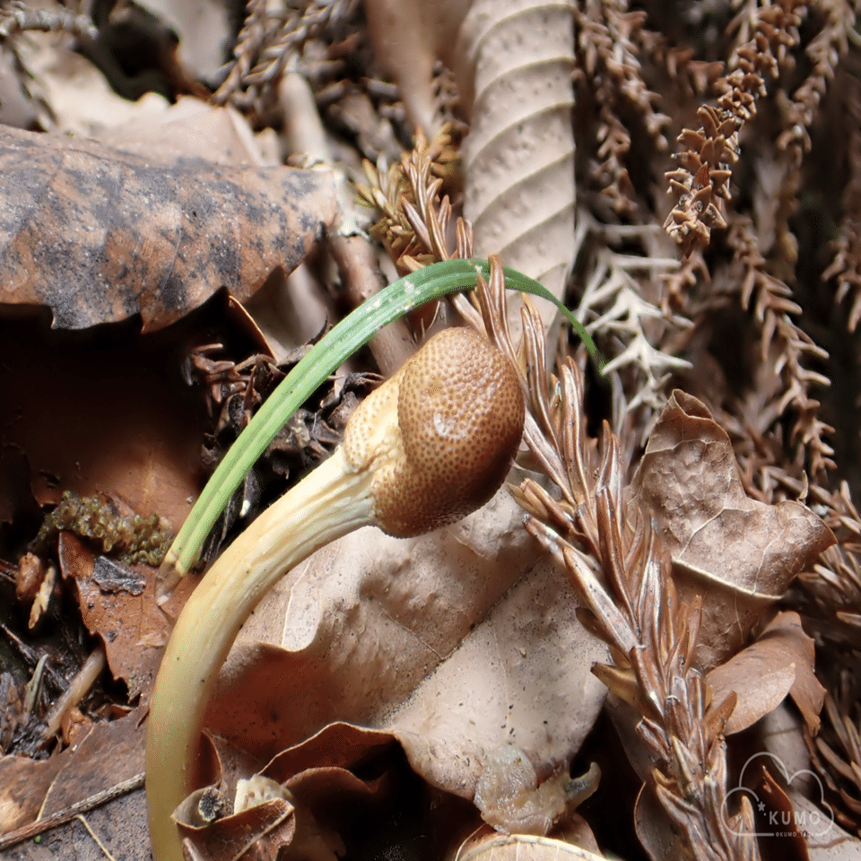 5/11 冬虫夏草・その他自然観察｜くもさん