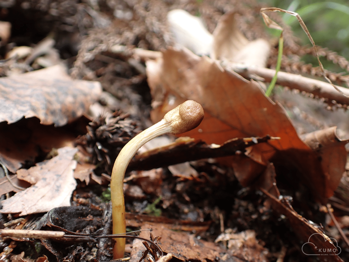 5/11 冬虫夏草・その他自然観察｜くもさん