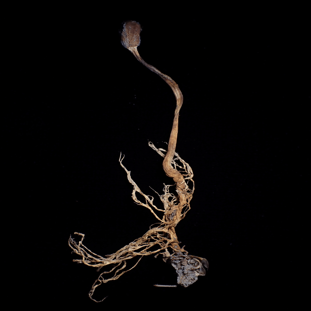 5/11 冬虫夏草・その他自然観察｜くもさん