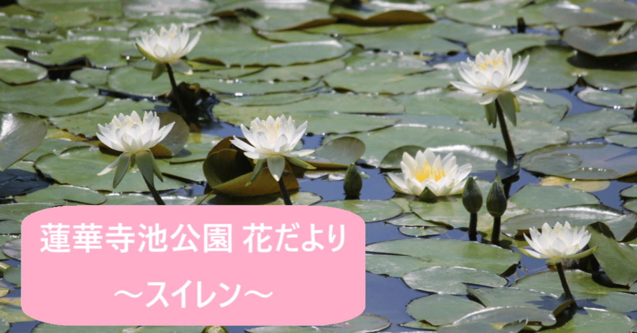 蓮華寺池公園 花だより ～スイレン～｜静岡県藤枝市 花と緑の課