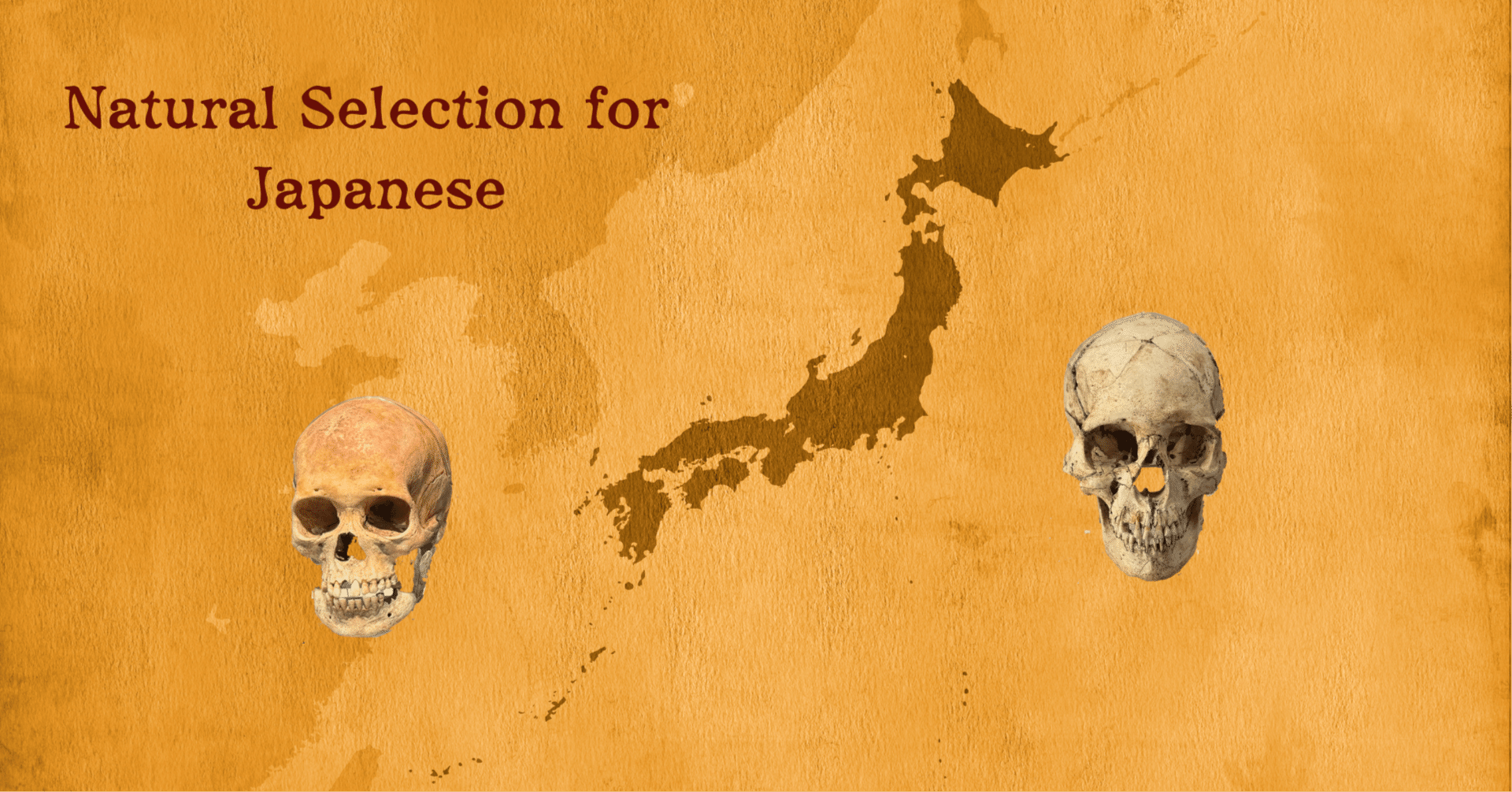 日本人はどのような自然選択を受けてきたのか – 現代人・古代人ゲノム