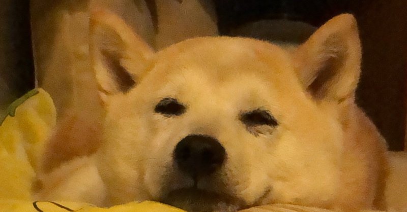 犬は飼い主に似る不思議我が家も然り くみ 子育ての旅から自分探しの旅へ Note
