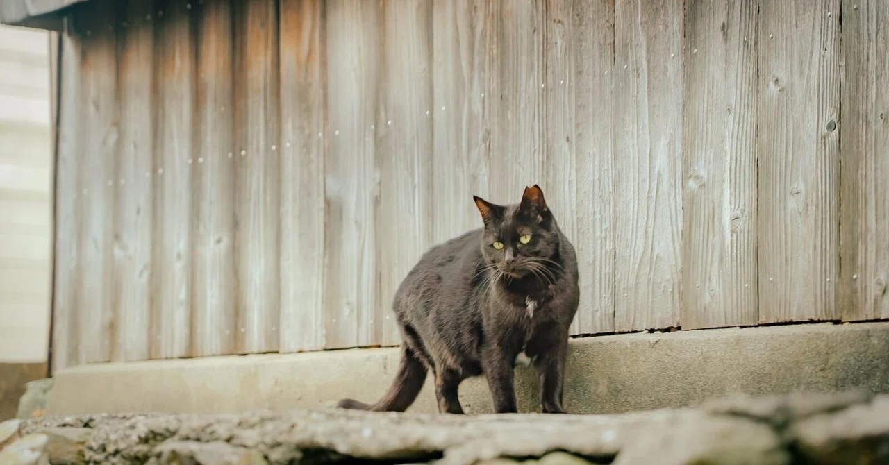 猫ちゃん大好きだけどアレルギーな人の対処法｜ゼロワンくん