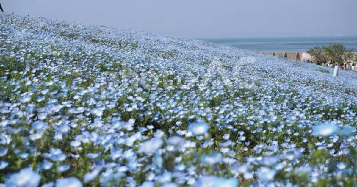 [Character Flower Encyclopedia] (2) Nemophila｜もんちー