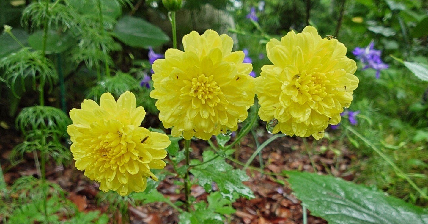 花言葉】ダリア=感謝｜大極貴人（たいきょくきじん）