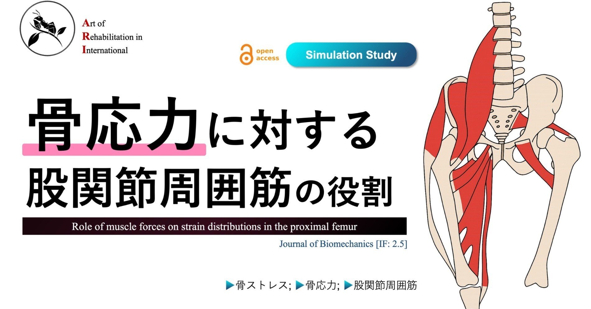 売れ筋新商品 骨応力に対する股関節周囲筋の役割｜Super Human 理学療法士 | その他