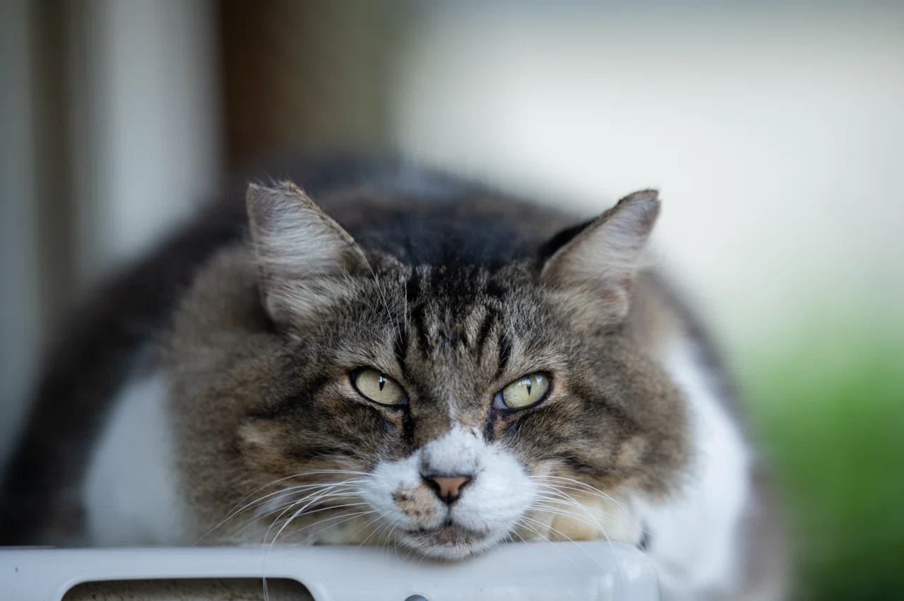 ねこ ねこに会うためにまた来たくなる｜“推し猫”紹介｜でぃーぷまりん