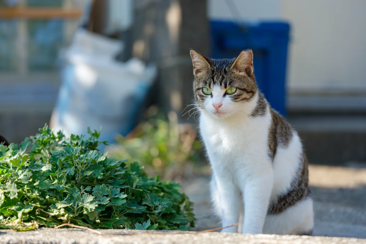 ねこに会うためにまた来たくなる｜“推し猫”紹介｜でぃーぷまりん