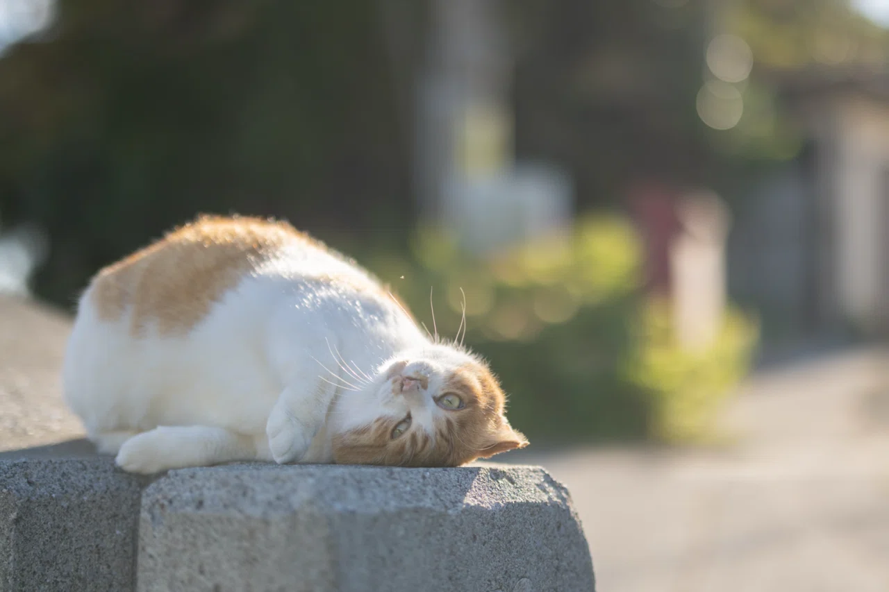 ねこに会うためにまた来たくなる｜“推し猫”紹介｜でぃーぷまりん