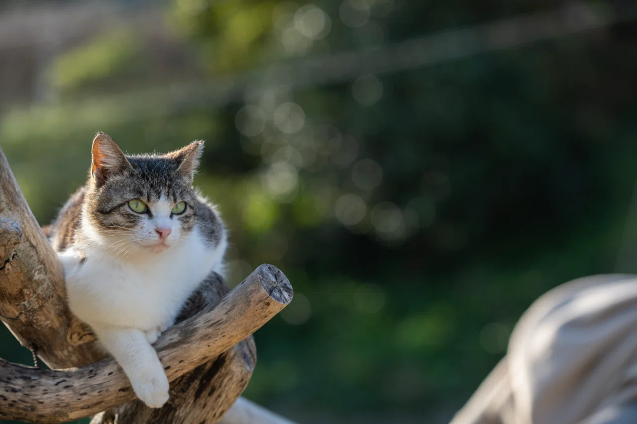 ねこに会うためにまた来たくなる｜“推し猫”紹介｜でぃーぷまりん