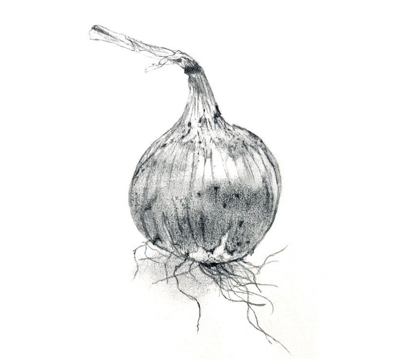 玉ねぎ ユルシロ Note