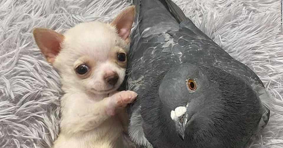 可愛い 飛べないハトと歩けない子犬 寄り添う姿で魅了 米 Blue Stone Note