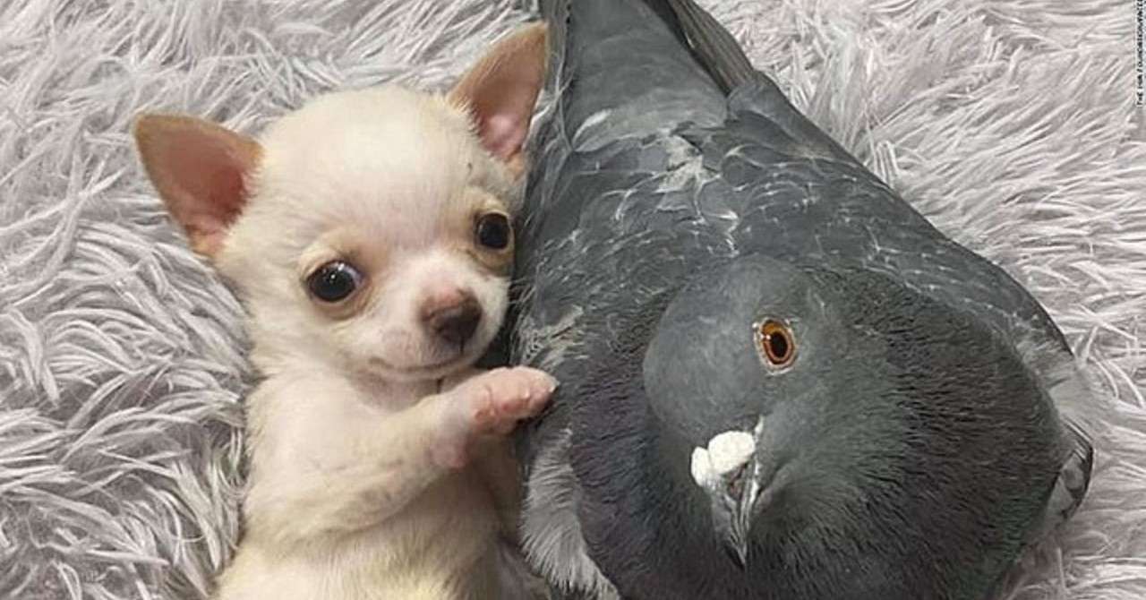 可愛い 飛べないハトと歩けない子犬 寄り添う姿で魅了 米 Blue Stone Note