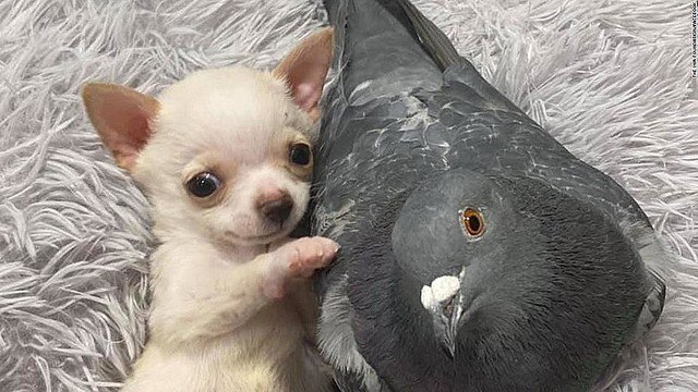 可愛い 飛べないハトと歩けない子犬 寄り添う姿で魅了 米 Blue Stone Note