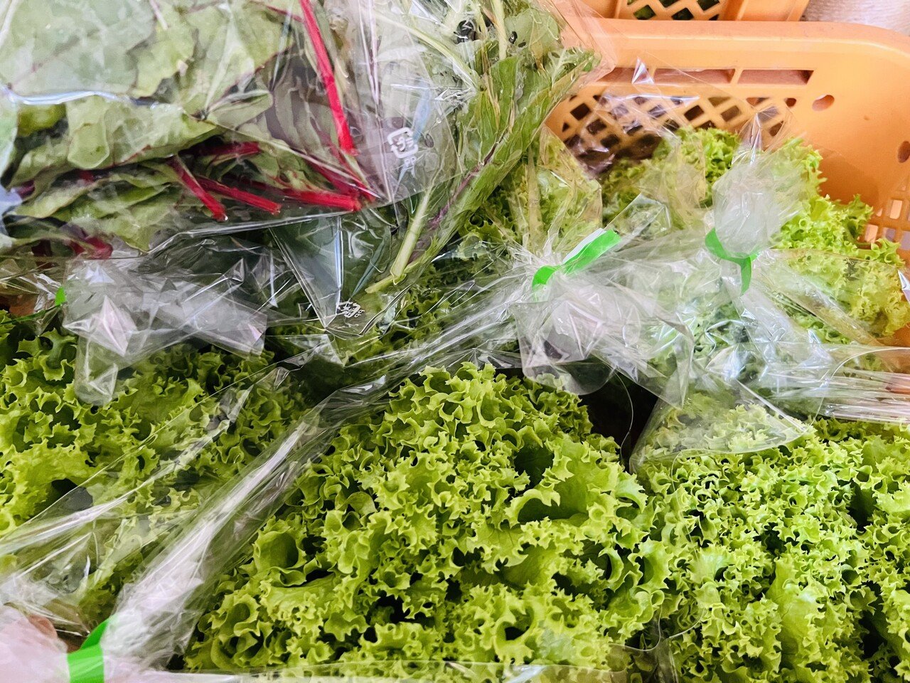 【人気沸騰】 おはようございます！ リーフレタスにほうれん草 チャードに 野菜