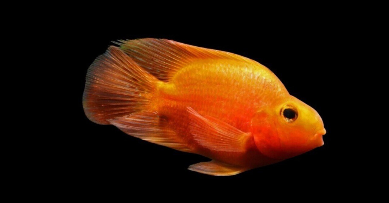 キングコングパロット　2匹 キングコングパロット 2匹