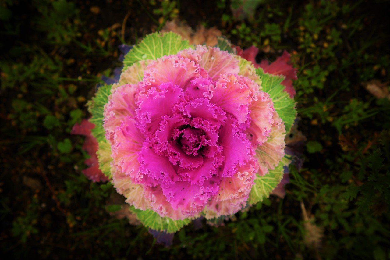 この花を見て誰もが思うこと 青木詠一 Note この花を見て誰もが思うこと 青木詠一 Note