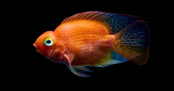 AQUACRYPT｜熱帯魚図鑑＆飼育ガイド - 改良品種｜アクアモノグラフ情報