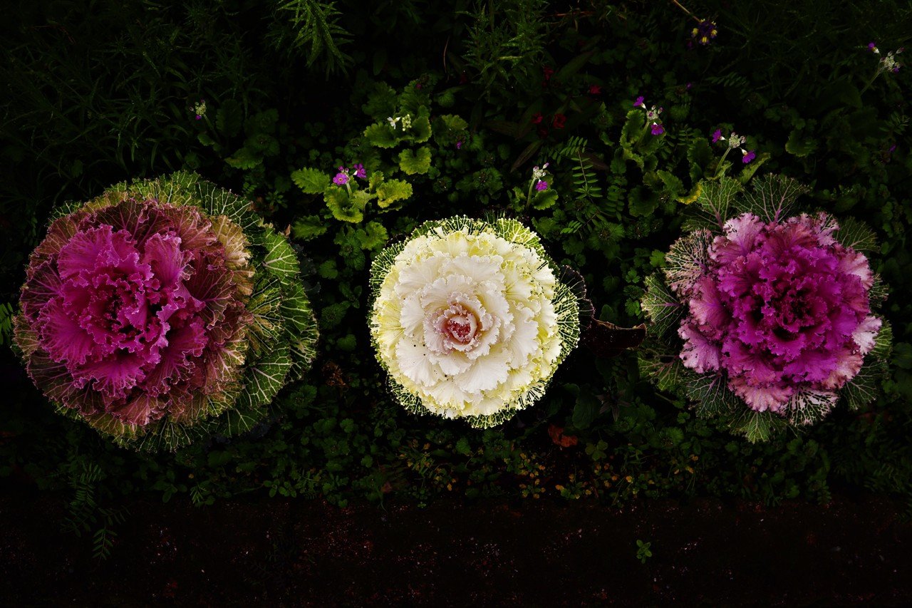 この花を見て誰もが思うこと 青木詠一 Note この花を見て誰もが思うこと 青木詠一 Note