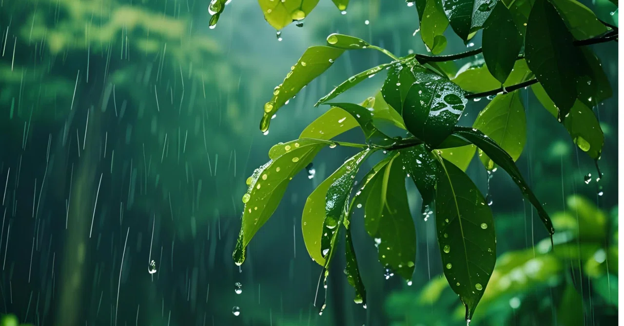 「雨が降るそのあとに~」|シロとしろのお悩みお茶会
