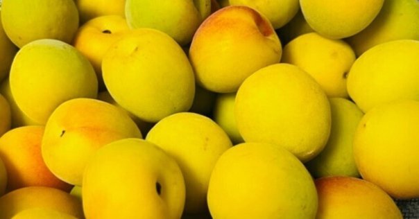 メッセゲ氏の薬草療法｜銀漢堂書林