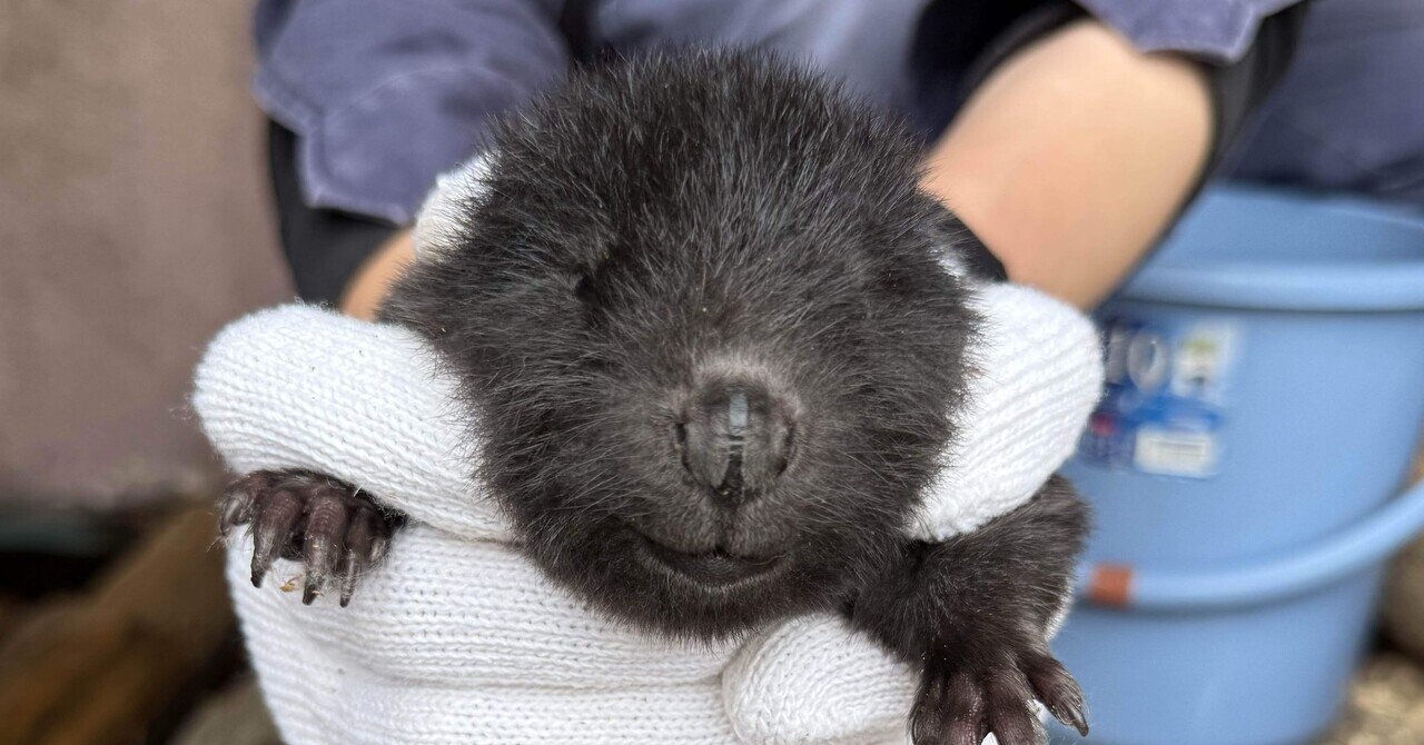 アメリカビーバーの赤ちゃん誕生✨｜那須どうぶつ王国公式note