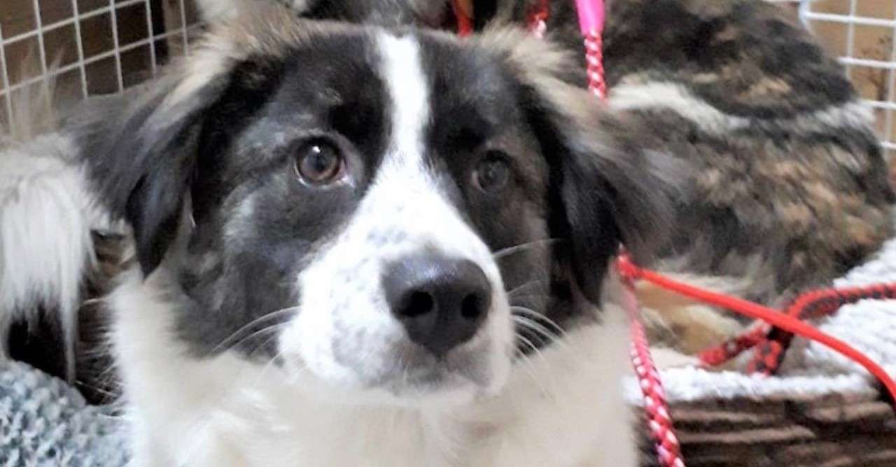 犬が愛情を注いでる仕草や行動 5つ シスト 犬の心理学研究員 Note