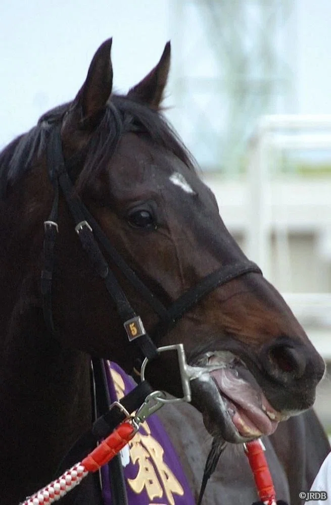 JRDB馬具図鑑～ハミ編【4】｜JRDB 競馬アラカルト