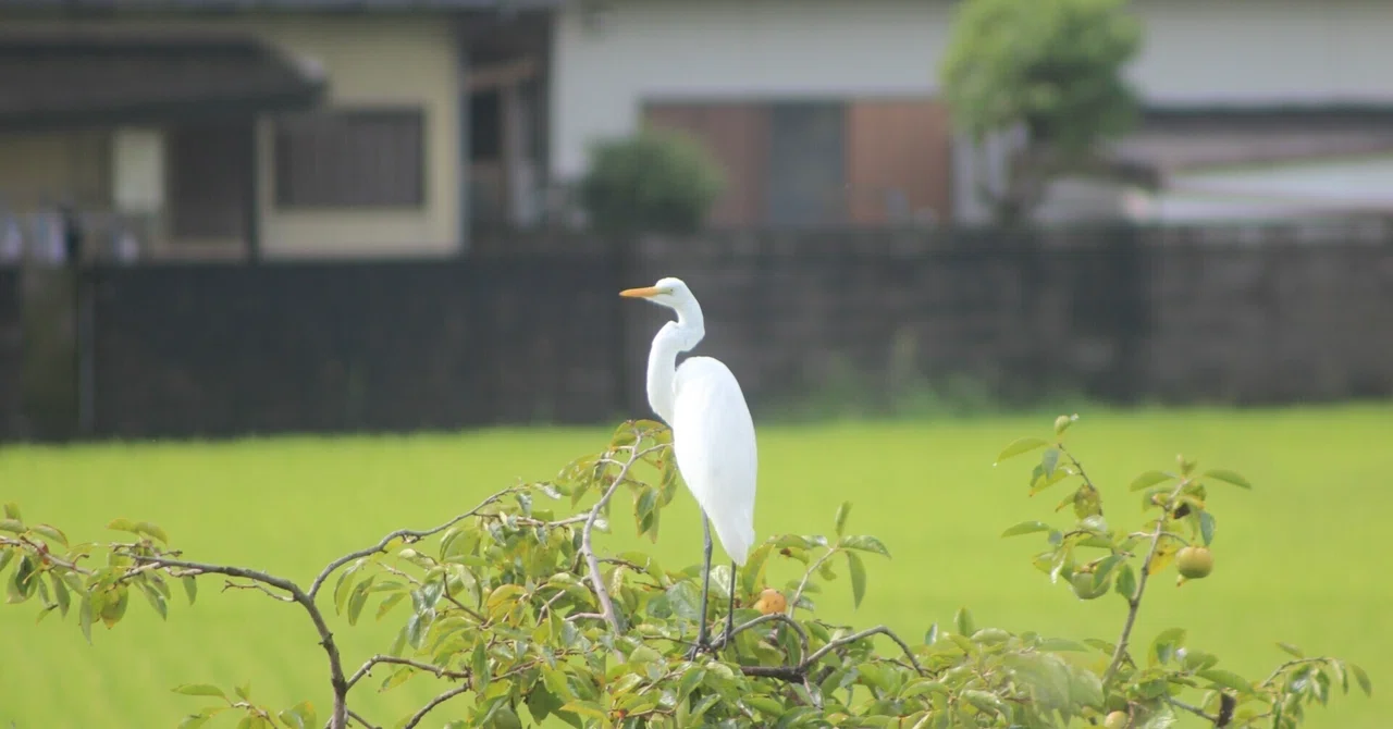 I have good communication skills (but only for one-offs)｜トトとヒビ