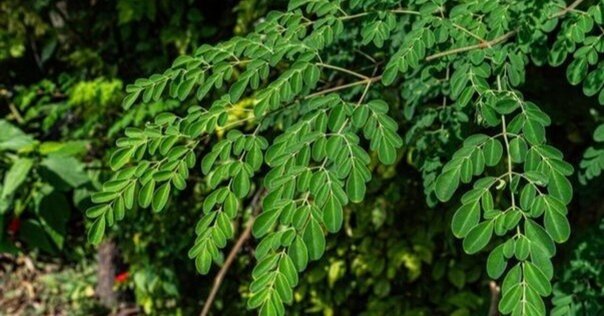 メッセゲ氏の薬草療法｜銀漢堂書林