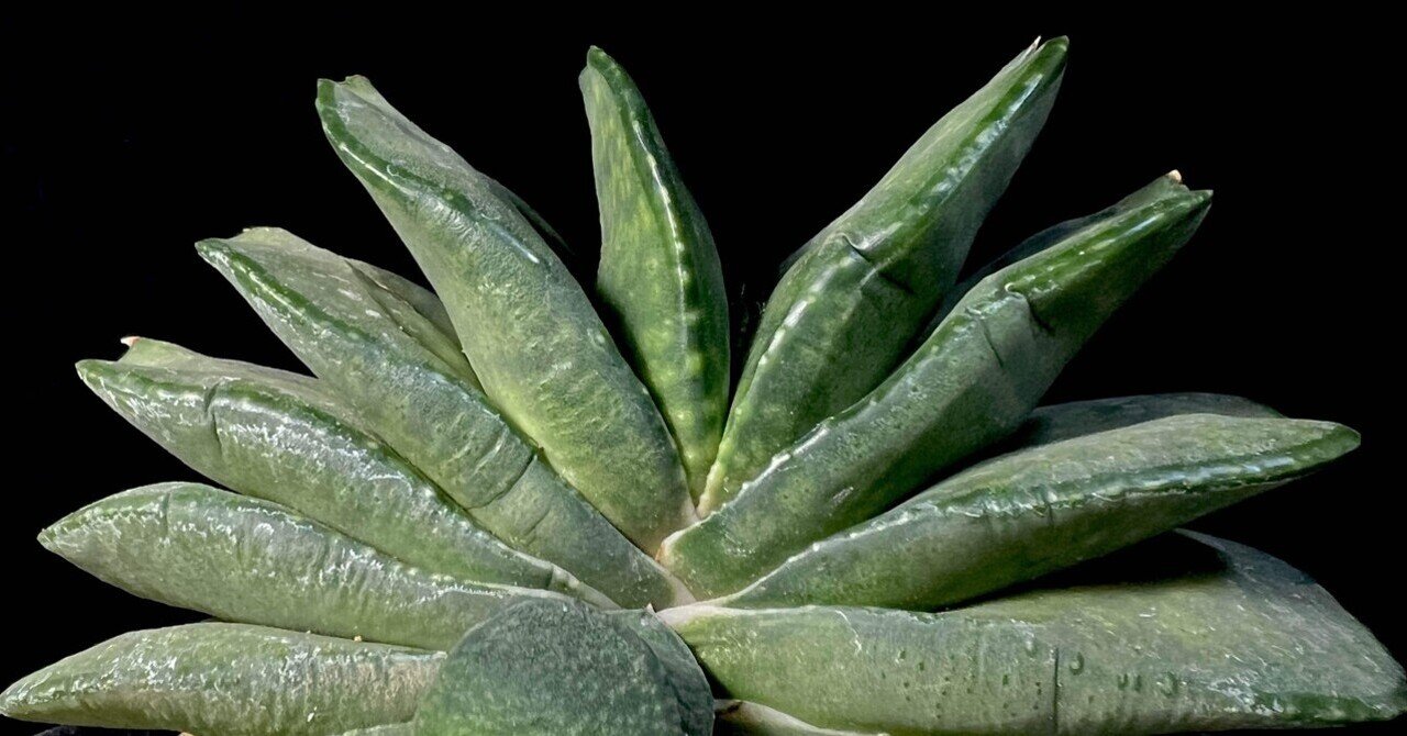 ガステリア・艶肌臥牛竜(ピランシー交配系と思います) ガステリア・艶肌臥牛竜(ピランシー交配系と思います