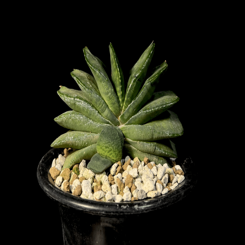 ガステリア 恐竜臥牛系の交配錦 ガステリア恐竜交配｜天パ園