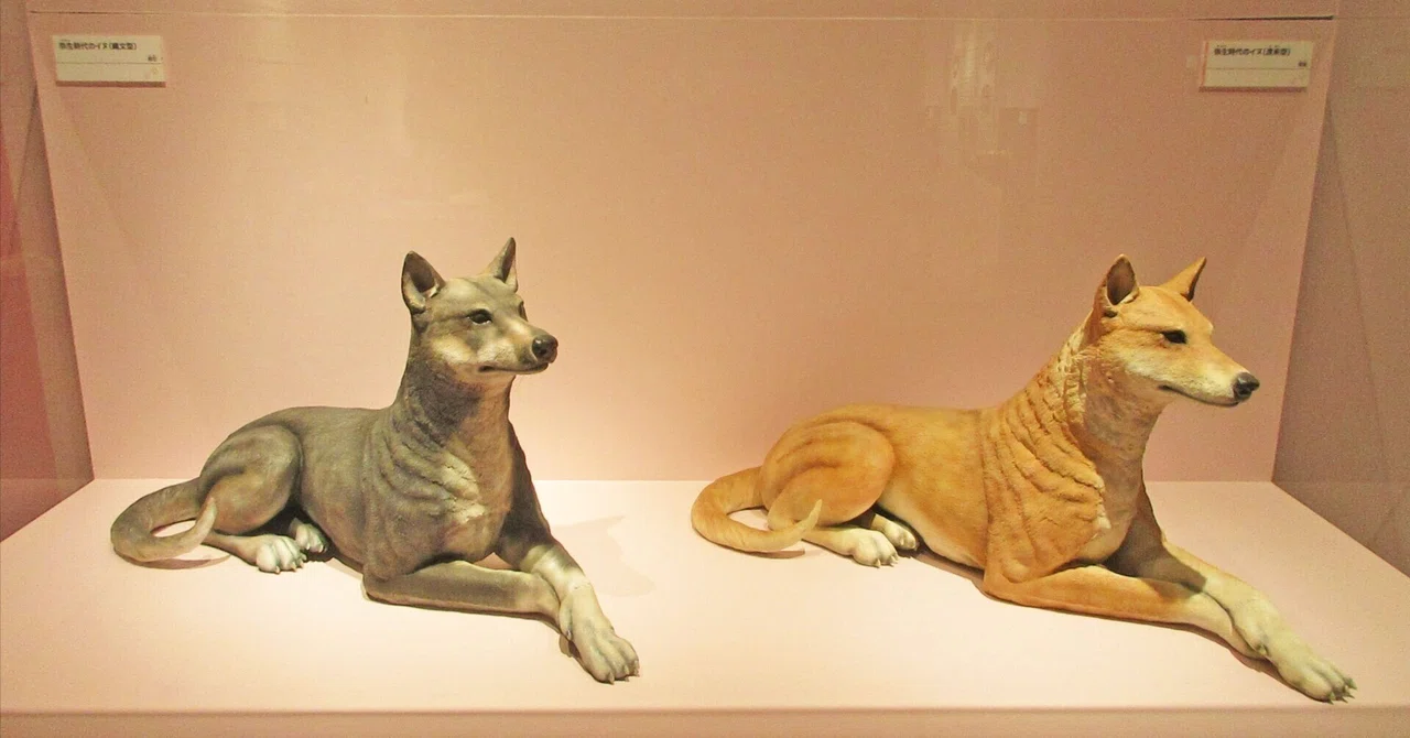 第8章 イヌのきた道：特別展「古代DNA－日本人のきた道－」見聞録 その