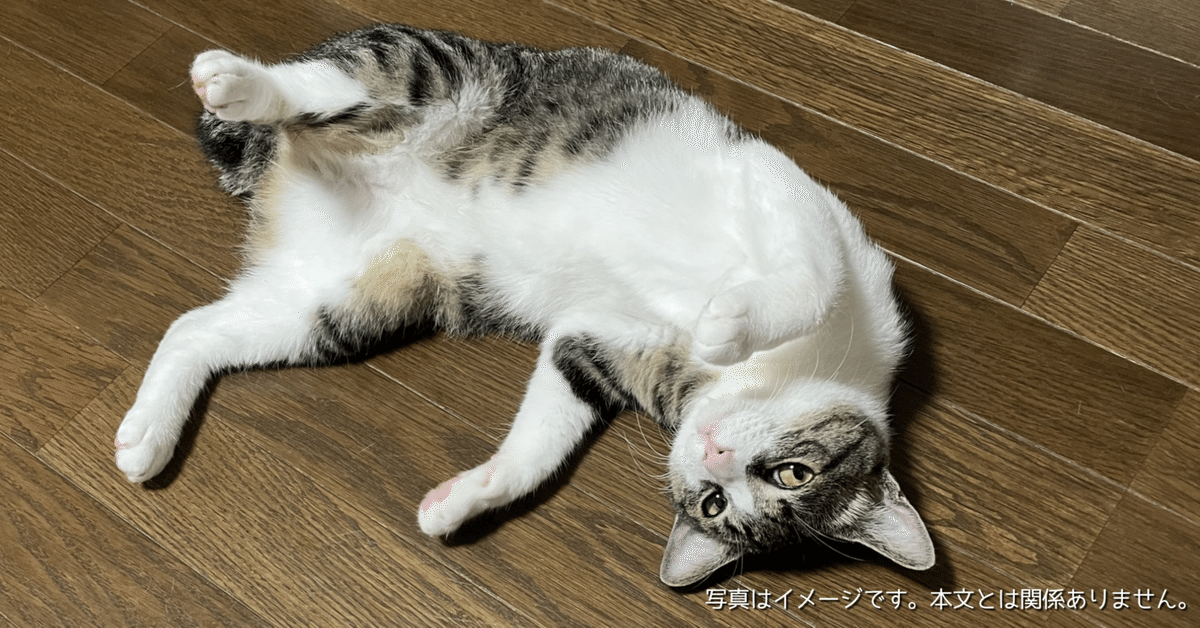 ❗️美品　キャットホイール　猫　大型 Amazon | petstay キャットホイール 猫 回し車 木製 直径110cm 大型猫