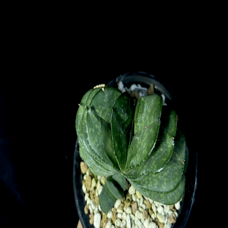 ガステリア 恐竜臥牛系の交配錦 Yahoo!オークション - ガステリア 実生 臥牛錦x特達磨恐竜モンスター