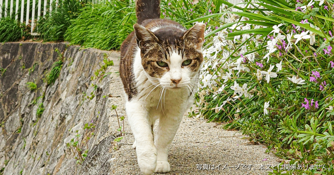 Karlswayはどこの国のブランド？猫全自動トイレ│消臭 7つの